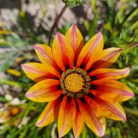 De Sol Couette-café